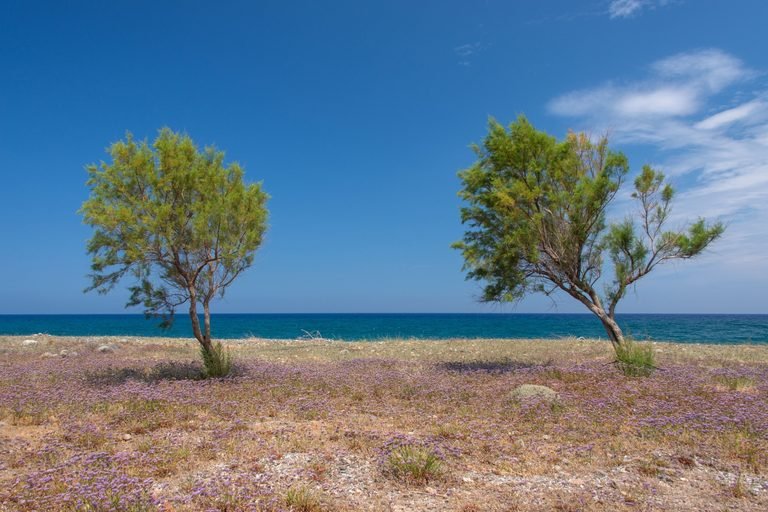 Two Bible Tamarisk Trees growing beside the blue sea.